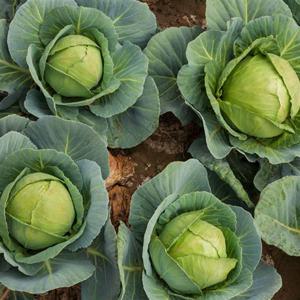채소종자 고깔 야채 양배추 채소 종자 씨앗 100립