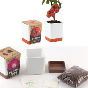 반려식물키우기 방울토마토씨앗 흙 화분세트