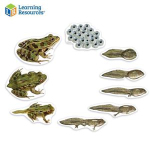 특대형자석 LER6041 개구리 한살이 과학실험 학습교구 과학교구 과학실습 과학