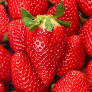 국내산 킹스베리 400g 1팩 특