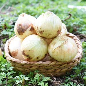 [팔도농장] 달큰한 무안 햇 양파(소) 5kg