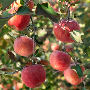 [오늘아침사과] 25년 햇 오늘아침 꿀맛사과 5kg 22과