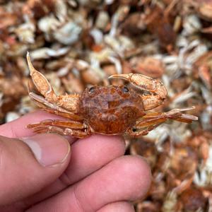 국산 베이비크랩 500g 무료배송 키토산게 튀김 건어물