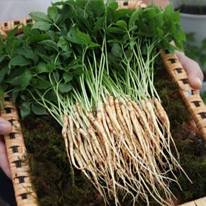 [생산자/산지직송] 이선호님의 새싹삼 20뿌리(15cm내외)