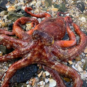 [산지직송] 당일어획 통영 자연산 돌문어 1kg(1-5마리 내외)