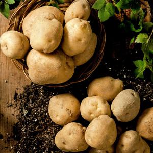 [농협] 수미감자 10kg/중대/개당60-100g