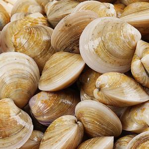 생물 모시조개 1kg