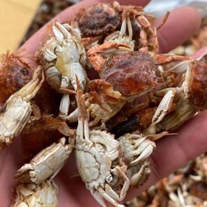 국산 베이비크랩 300g 무료배송 마른게 튀김게 건어물