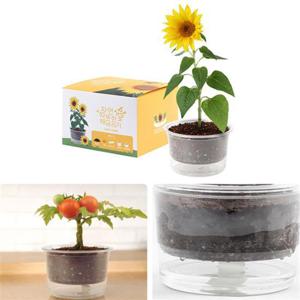 식물키우기 자동물공급 삼투압화분 해바라기씨앗 흙 세트