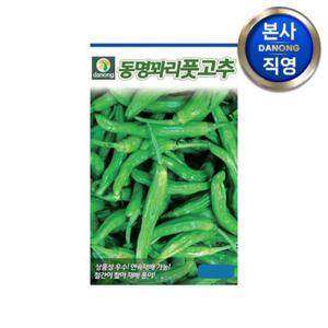 동명 꽈리 풋고추 씨앗 50립 . 텃밭 주말 농장 과채류 순한 채소 씨 종자.