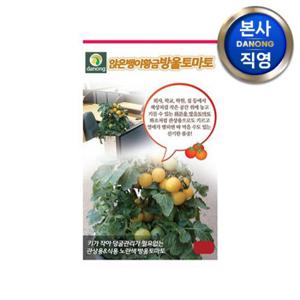 앉은뱅이 황금 방울 토마토 씨앗 50립 . 실내 화분 씨앗 종자 채소 키우기 재배.