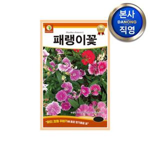 패랭이꽃 씨앗 400립 . 석죽화 조경 정원 화단 관상용 야생화 파종 꽃씨 종자.