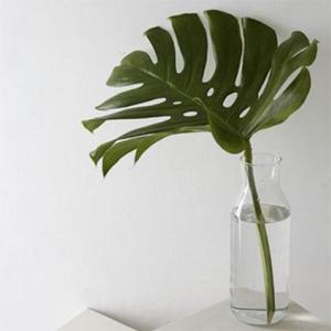 아트박스/디어먼트 몬스테라 식물 인테리어 생화