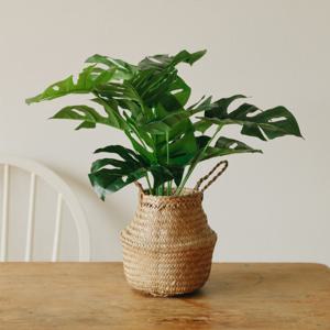 아크리에 몬스테라 플랜테리어 조화나무 해초바구니 세트