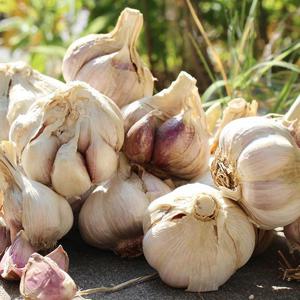 [산지직송] 황토 무안 햇 통마늘(남도/대) 1kg