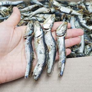 남해안 다시멸치(업소용대멸치) 1.5kg