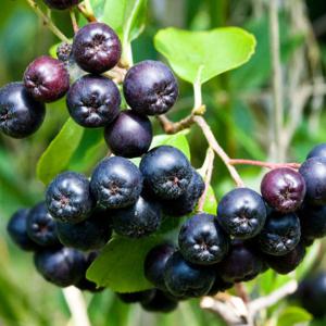 [베리세상]고창 아로니아 10kg(최상품/벌크포장)