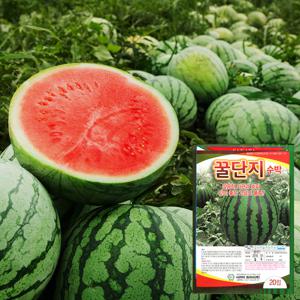 꿀단지 수박 씨앗 (20립)  과일수박 토마토씨앗 딸기