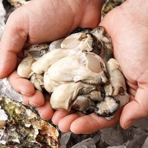 [산지직송] 국내산 신선한 통영 햇 생굴 1kg 초장증정