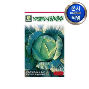 YR갤럭시 양배추 씨앗 100립 . 원예 야채 채소 샐러드 텃밭 씨 종자.