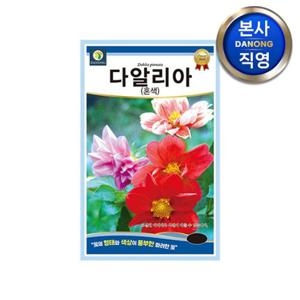 다알리아 혼색 씨앗 100립(1g) . 달리아 대려화 야생화 키우기 꽃씨 종자.