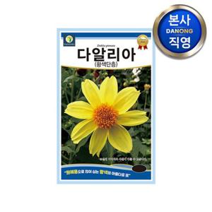 다알리아 황색단층꽃 씨앗 100립 . 달리아 대려화 야생화 키우기 꽃씨 종자.