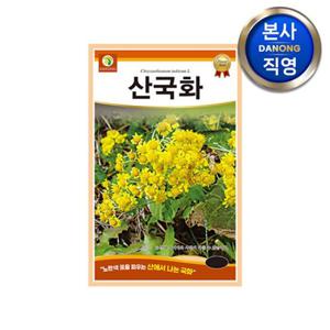 산국화 씨앗 6000립 . 예쁜 노란 야생화 식물 꽃씨 화단 정원 꽃밭 텃밭 종자.