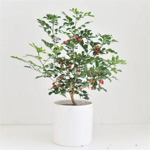 아트박스/디어먼트 오렌지 자스민 식물 화분세트