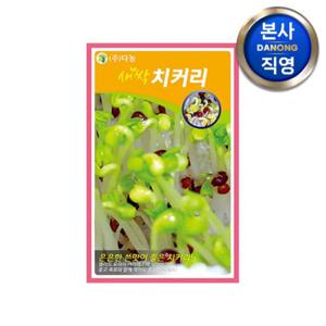 새싹 치커리 씨앗 1kg . 무소독 채소 수경 재배 씨 종자