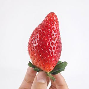 킹스베리 논산딸기 350g (12-15과) 대왕딸기 높은당도 복숭아향 과즙