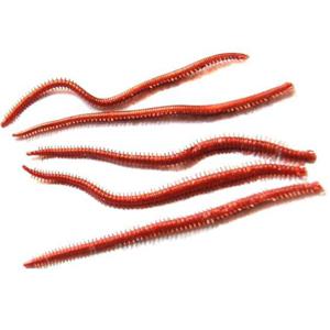 루어 파워웜 바이칼 갯지렁이 웜 홍개비청개비