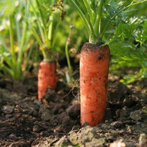 국내산 흙당근 5kg 중