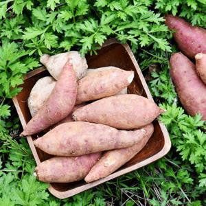 [생산자직송] 해남 햇 꿀고구마 (한입)5kg