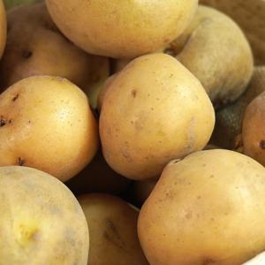 [더조은] 해남 산지직송 수미감자 중 5kg (50-70g 내외)