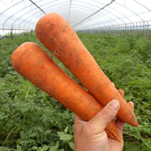 올해수확 국내산 햇 구좌당근 5kg 상