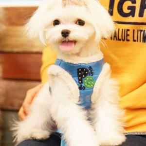 패리스독 강이지 리드줄 하네스 애견 개줄 패딩 블루