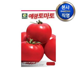 예광 큰토마토 씨앗 100립 . 대과종 채소 텃밭 파종 주말 농장 파종 씨 종자.
