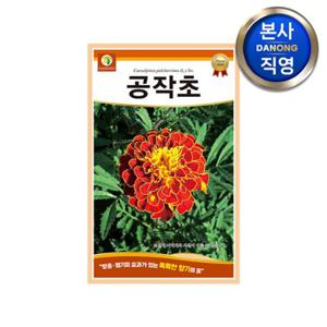 공작초 씨앗 100립 . 조경 정원 화단 꽃밭 관상용 야생화 키우기 꽃씨 종자.