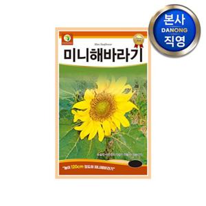 미니 해바라기 씨앗 2g . 키 작은 낮은 왜성 야생화 조경 정원 꽃씨 종자.