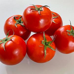 완숙 찰토마토 4kg 중대과