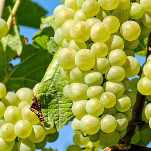 [작심밀도]빛과나무 샤인머스캣(망고포도) 2kg내외 (4-5송이/특