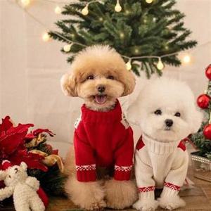 강아지 데일리 부드러운 예쁜 증멍사진 니트 옷 코디