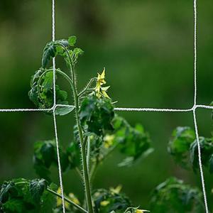 식물 넝쿨 그물 네트 망 지지대 1.67x5m DD-11468