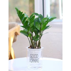 [비투비월드]플랜테리어 굿모닝 자동급수 화분/투명 저면관수 화