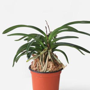 마이플랜트 풍란 미니 동양난 화초 난초 키우기 관엽식물 플랜테리어