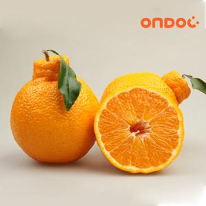 [온도씨]제주 고당도 한라봉 2.5kg 중과 (10-12과내외)