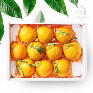 [웰굿]제주직송 한라봉 선물세트 1.5kg(4-6과,대과)