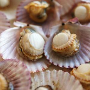 당일조업 달큰한 통영 홍가리비 3kg (kg당 20~22미내외)