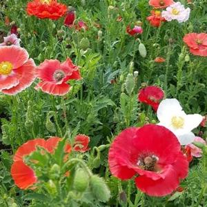 아시아종묘 씨앗 꽃 꽃양귀비 레드 100g