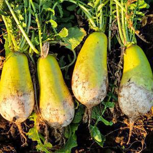 제주 갓 수확 달큰한 겨울 월동무 햇 무 5kg(사이즈혼합)